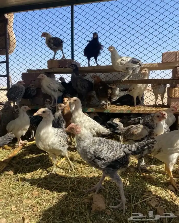 دجاج فروج 0