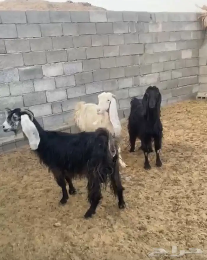 معزى طيبه 5
