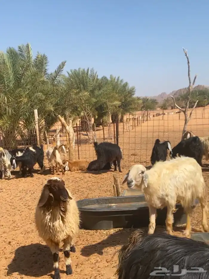 خرفان نجد صنف مشروع فحل 3