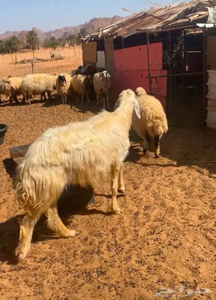 خرفان نجد صنف مشروع فحل 4