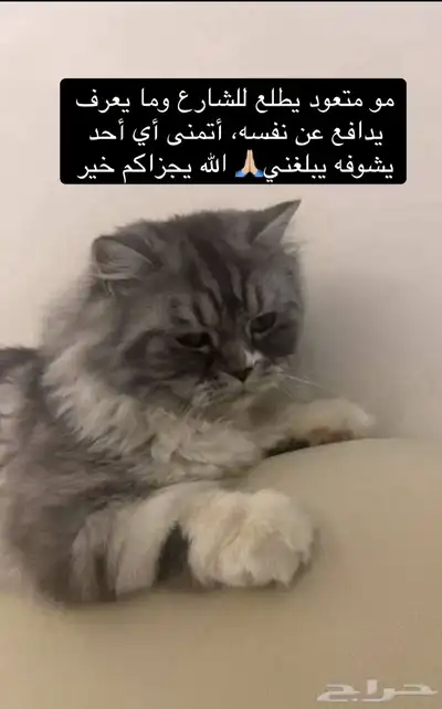 قط مفقود index