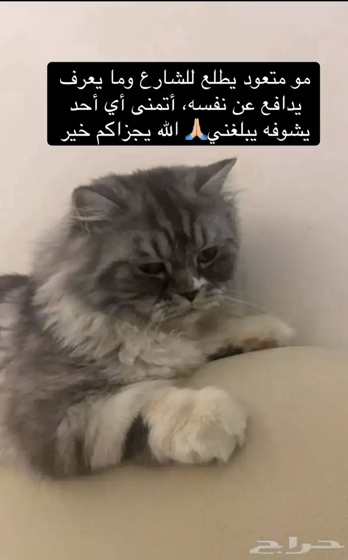 قط مفقود 0