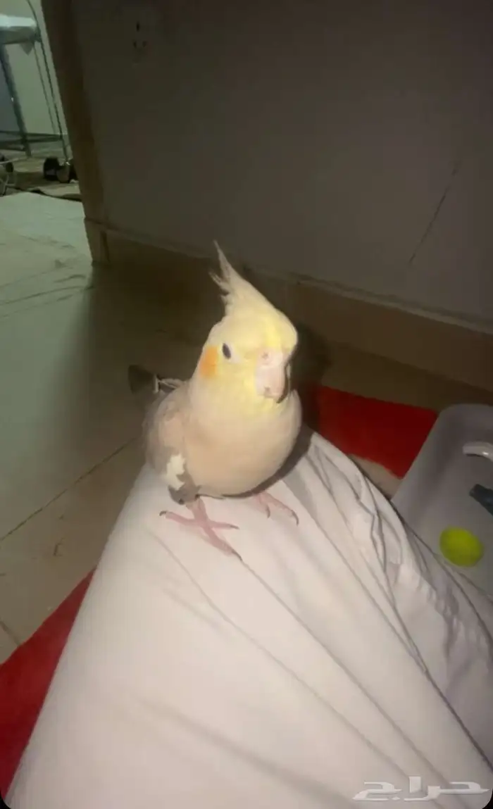 مفقود طير كروان أليف 0