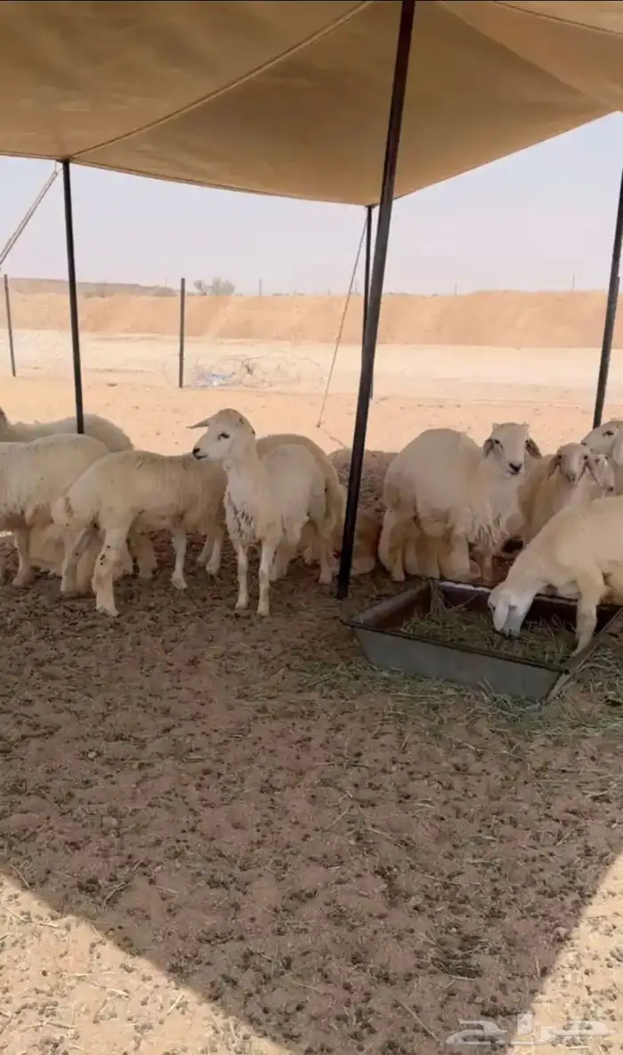 طليان بهم حريات للبيع 22 0