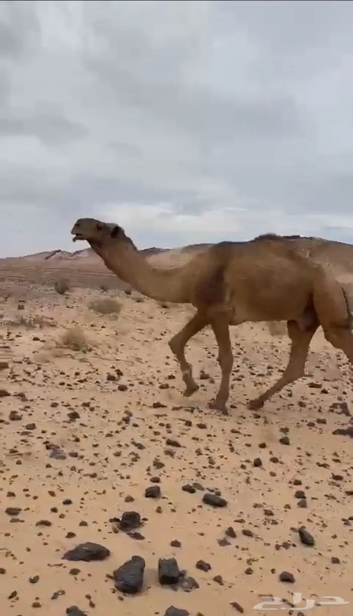 ابعير فحل 2
