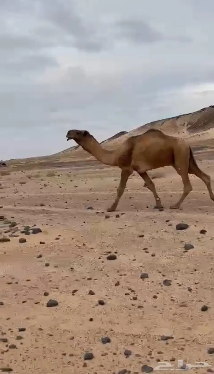 ابعير فحل 3