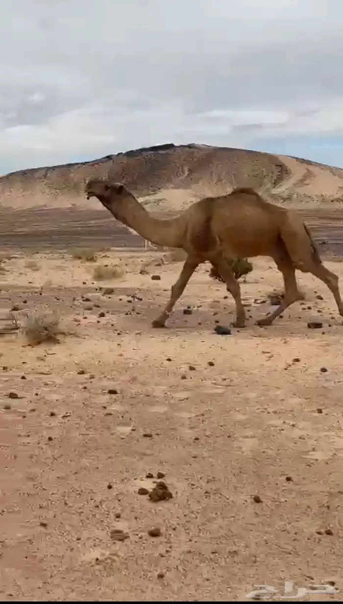ابعير فحل 0