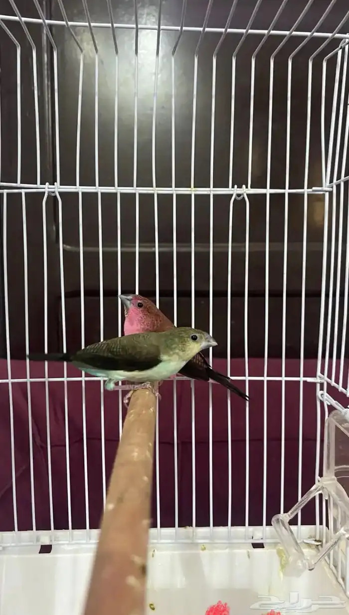 عصفير 0