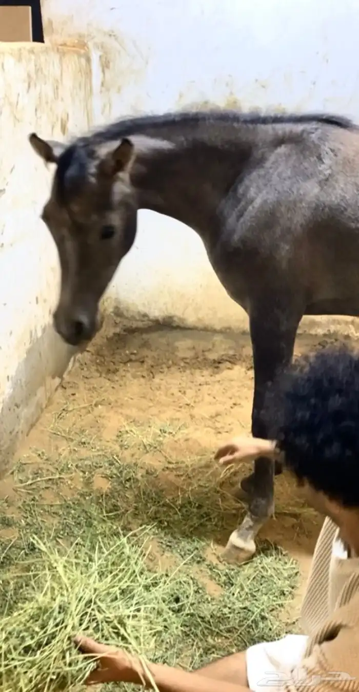 مهره واهو 1