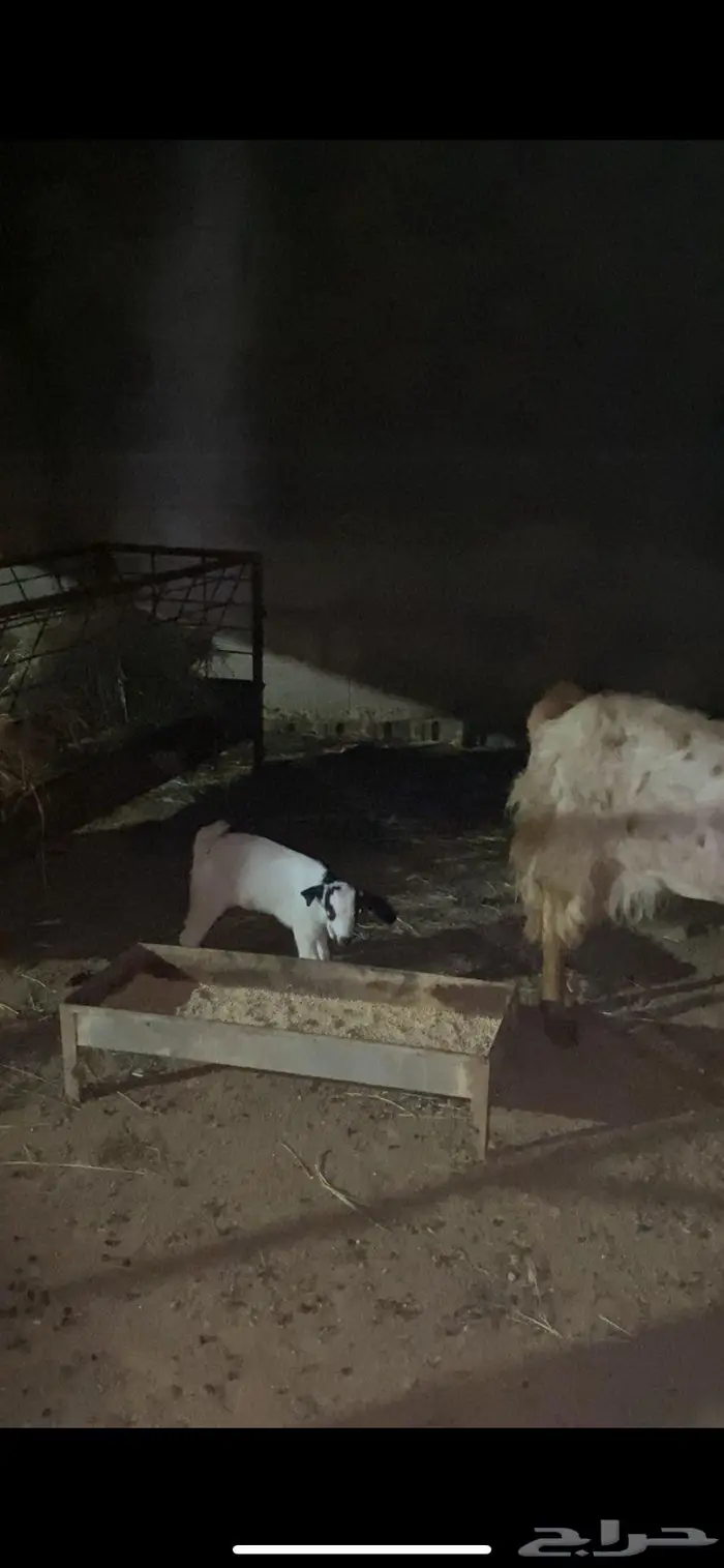 شاه معها تيس 1