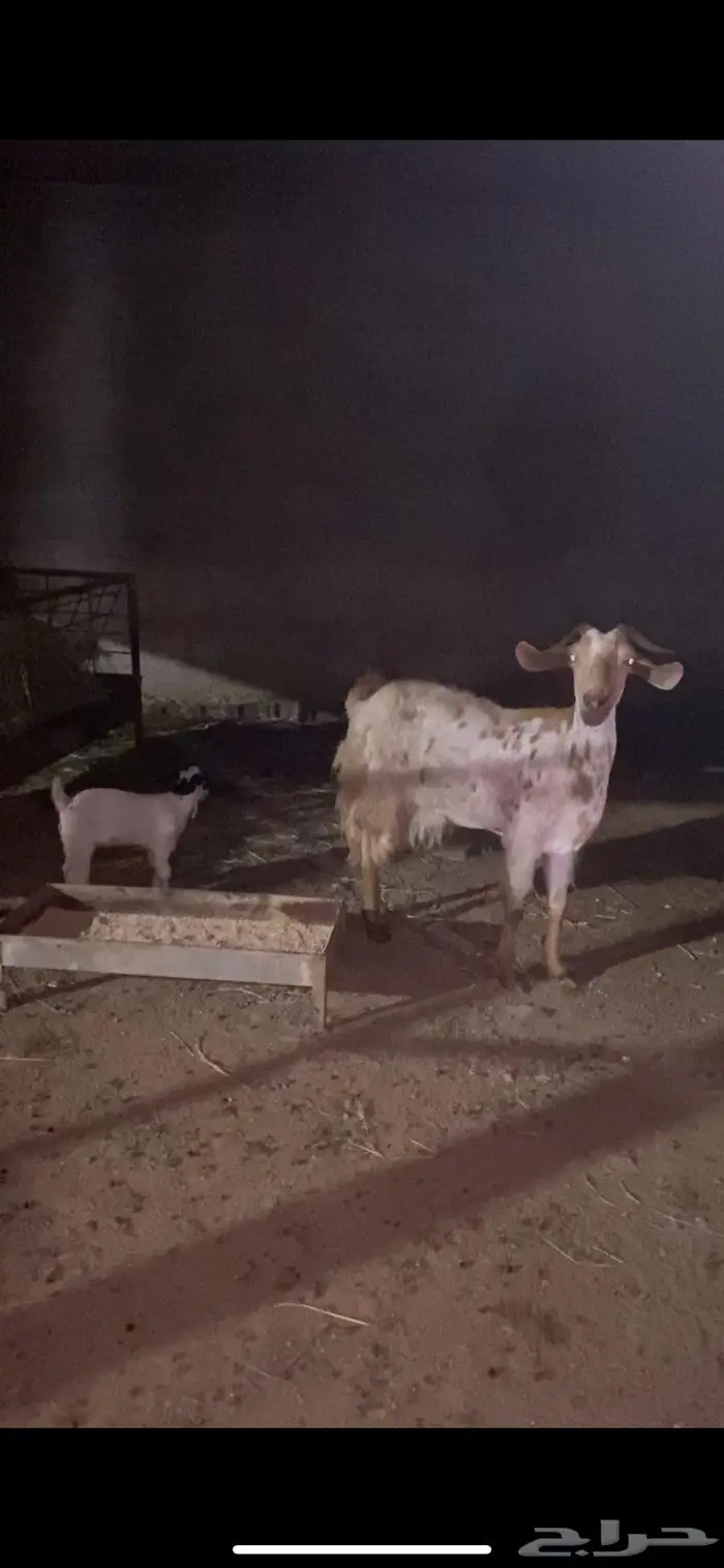 شاه معها تيس 0