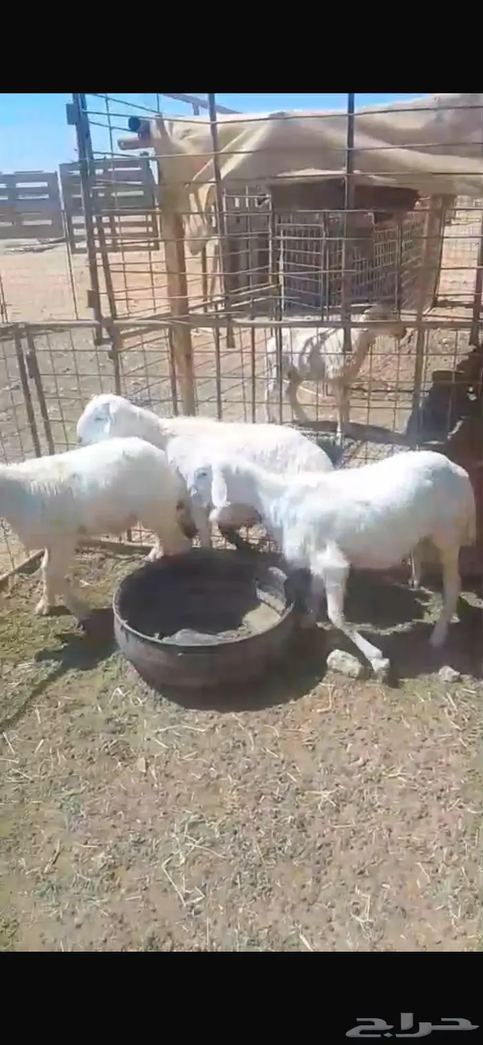 طليان حريات للبيع 0