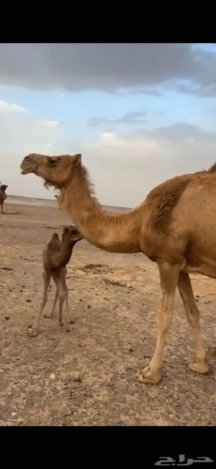 خلفه طيبه للبيع 0
