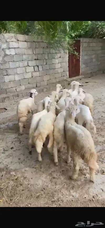 بهم تربيه 0
