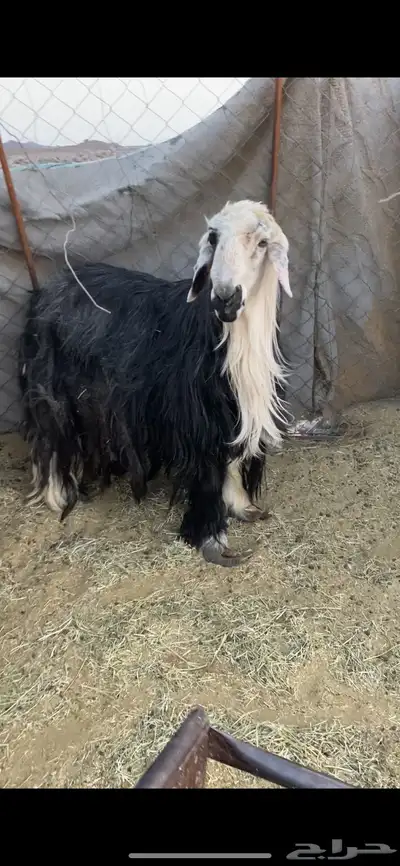 طلي للبيع index