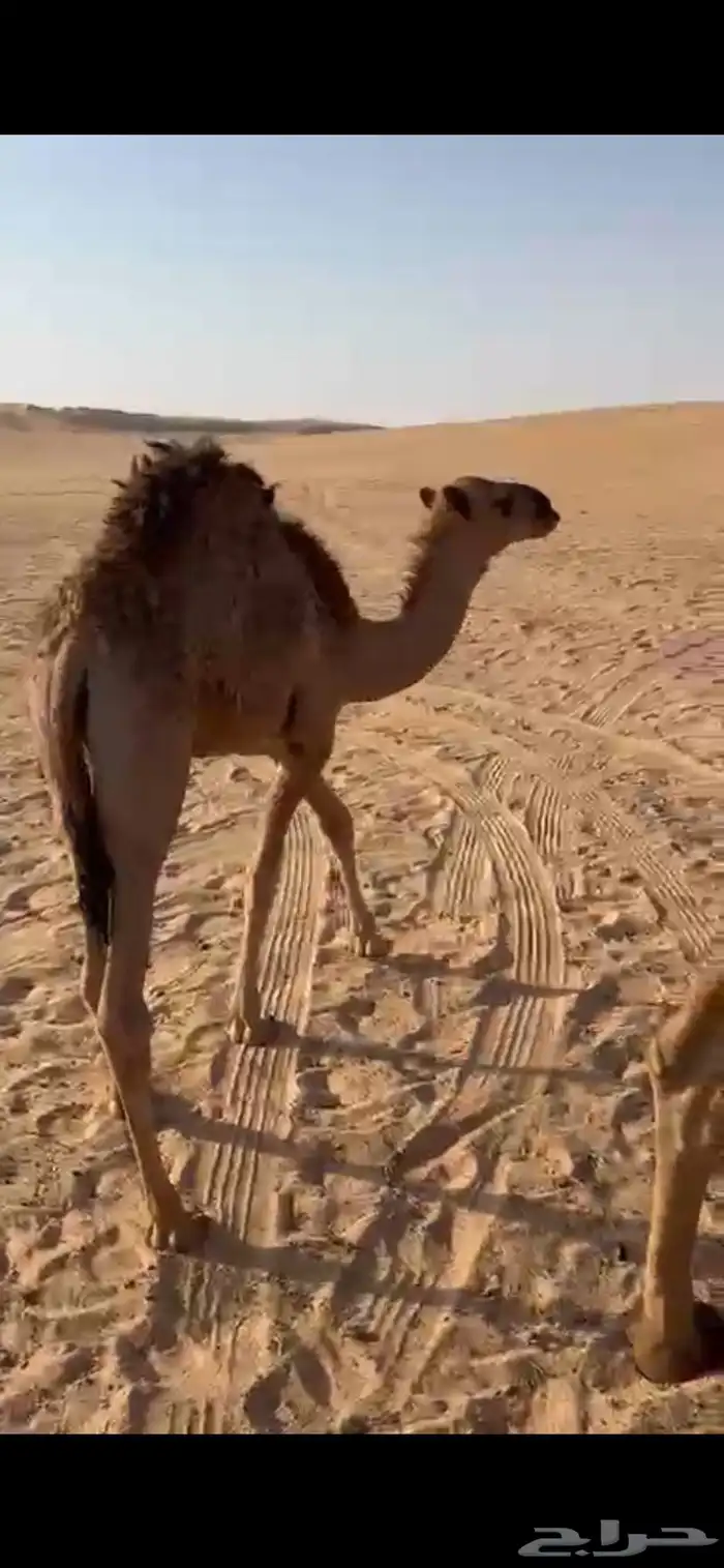 قعدان 2