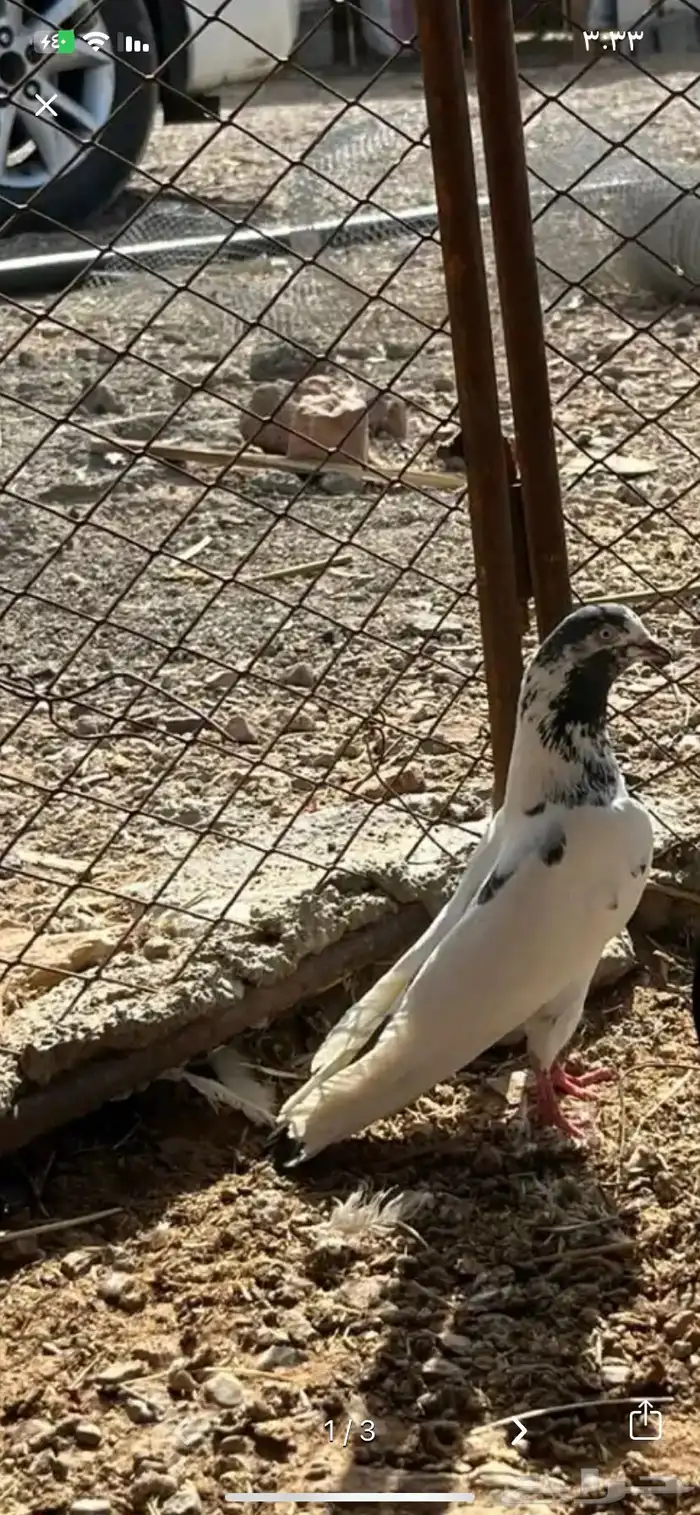 أنثى باكستانية النوع تيدي على السوم شرط طيران 1