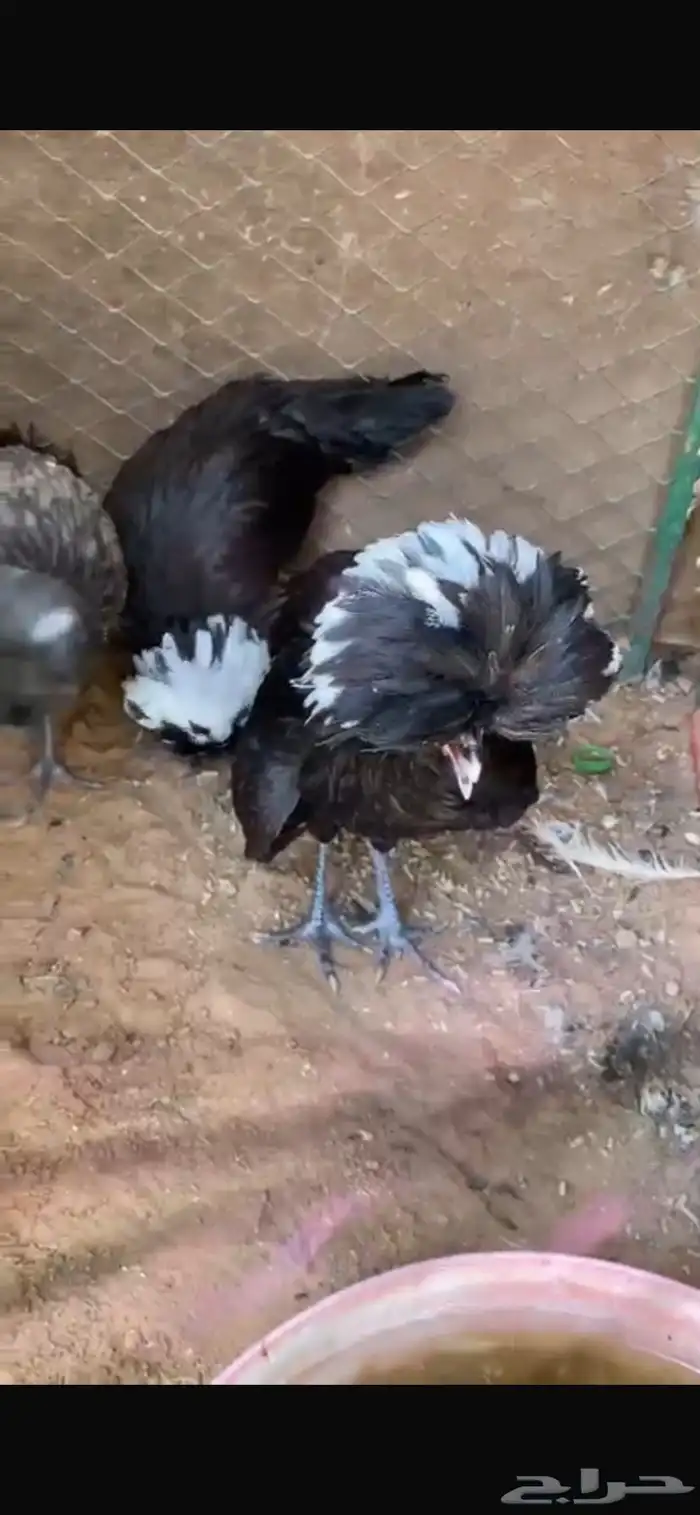 دجاج بولش انتاج خوارخ 0
