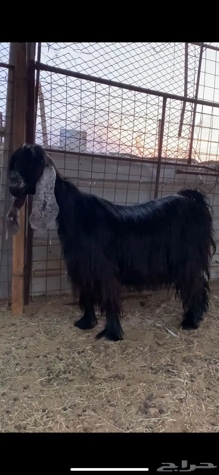 عنز والد عارضيه صنف الصنف 1