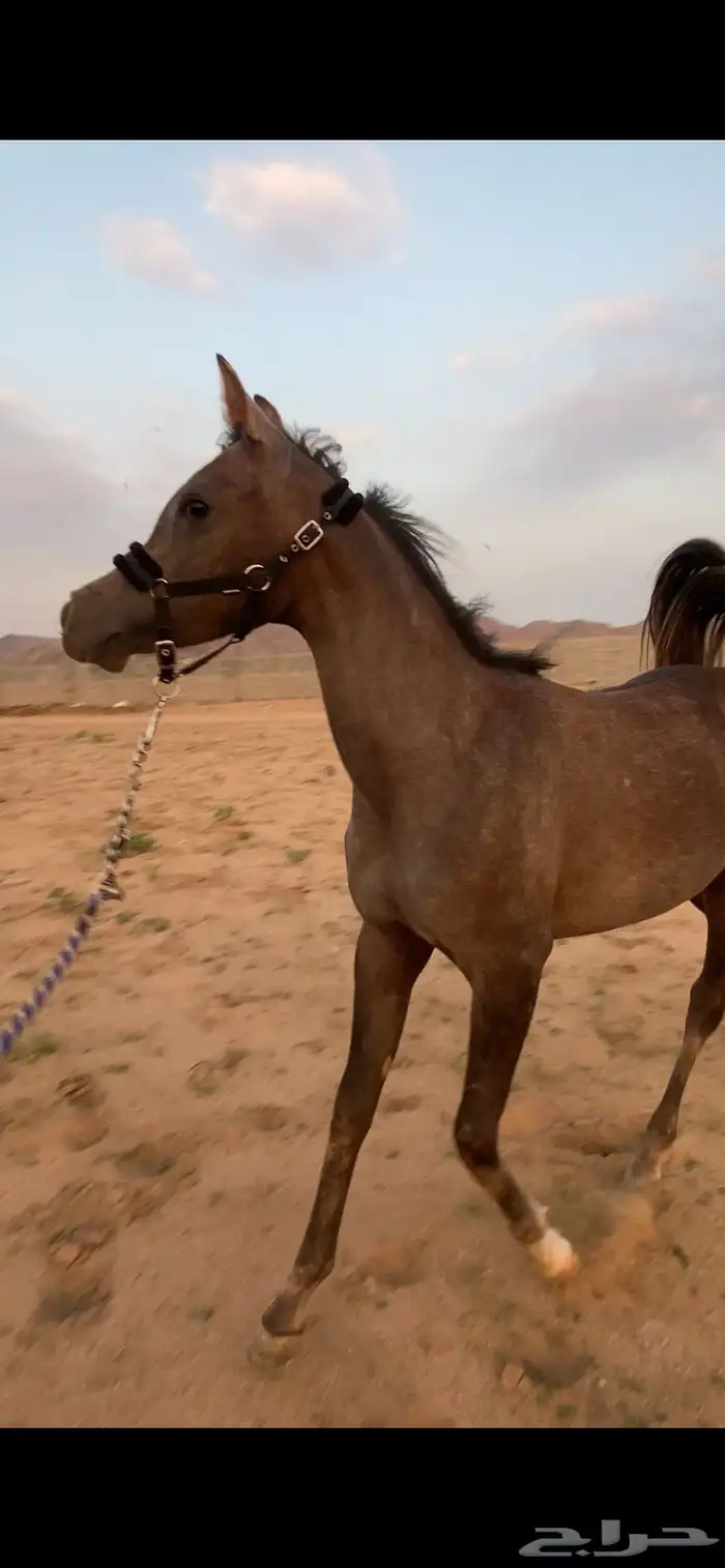 مهره واهو 4