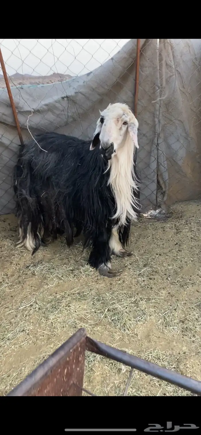 طلي للبيع 1