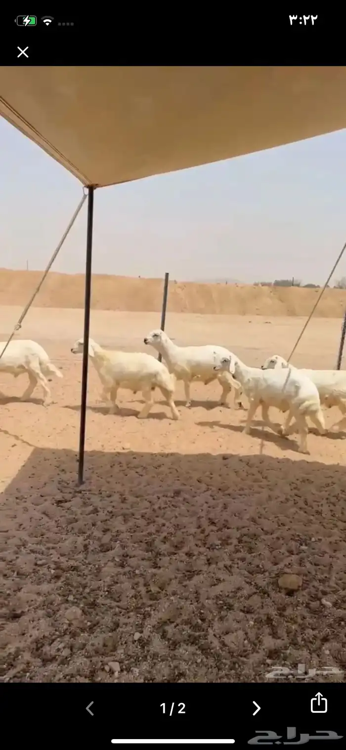 طليان بهم حريات للبيع 22 1