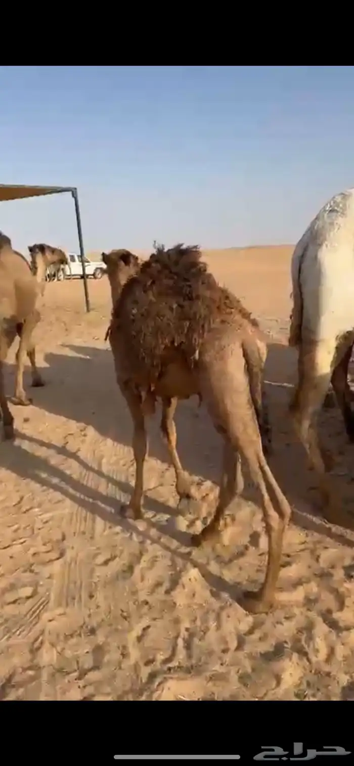 قعدان 3