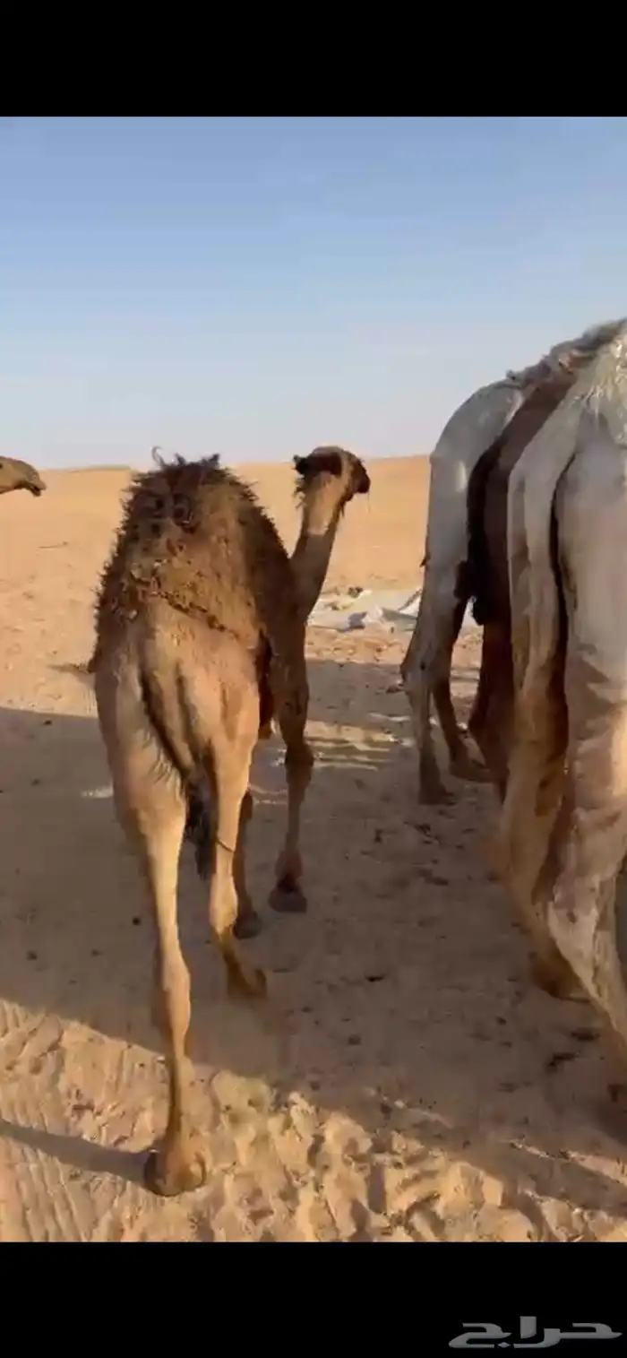 قعدان 4