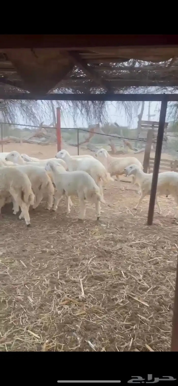 طليان ذبايح 2