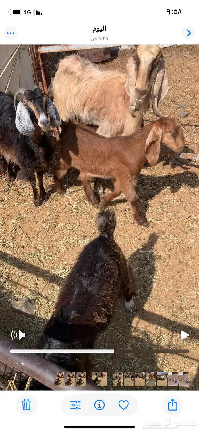 معزا بعيالها 0