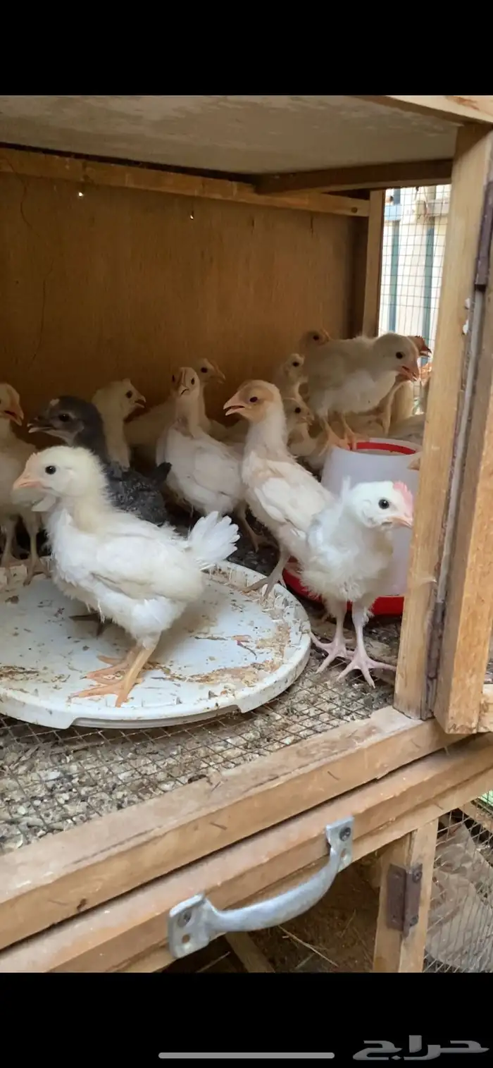 دجاج بلدي وا عربي بياض وصوص لوهمان 3