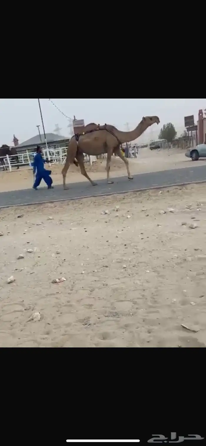 للبيع نياق 1