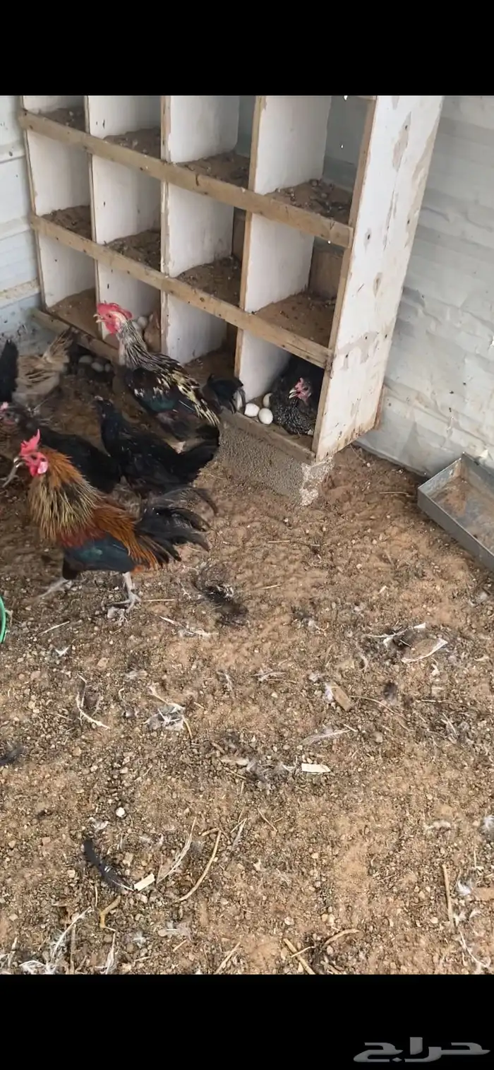 دجاج بلدي وا عربي بياض وصوص لوهمان 1