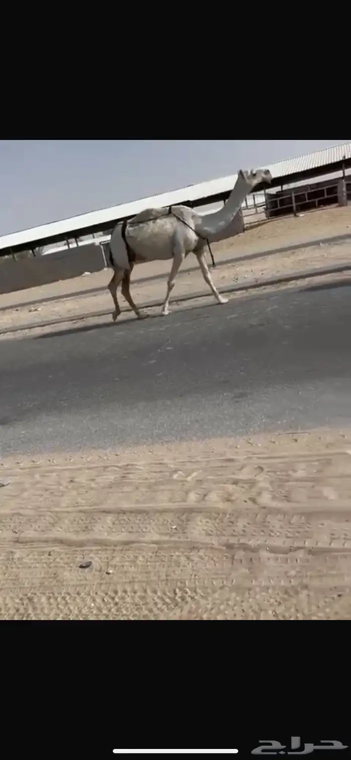 للبيع نياق 4