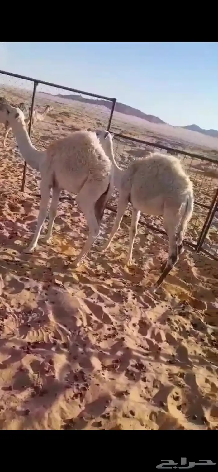 حشو للبيع 0