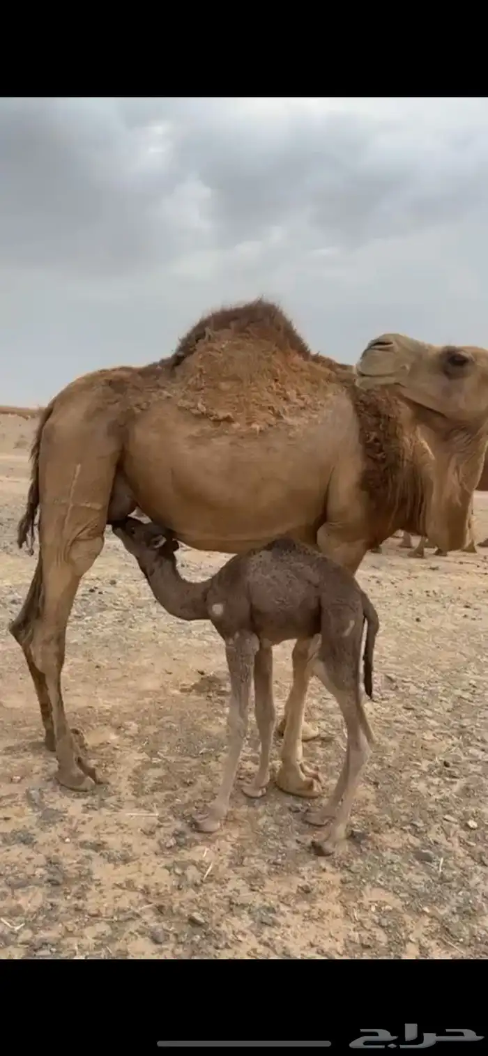 خلفه طيبه للبيع 2
