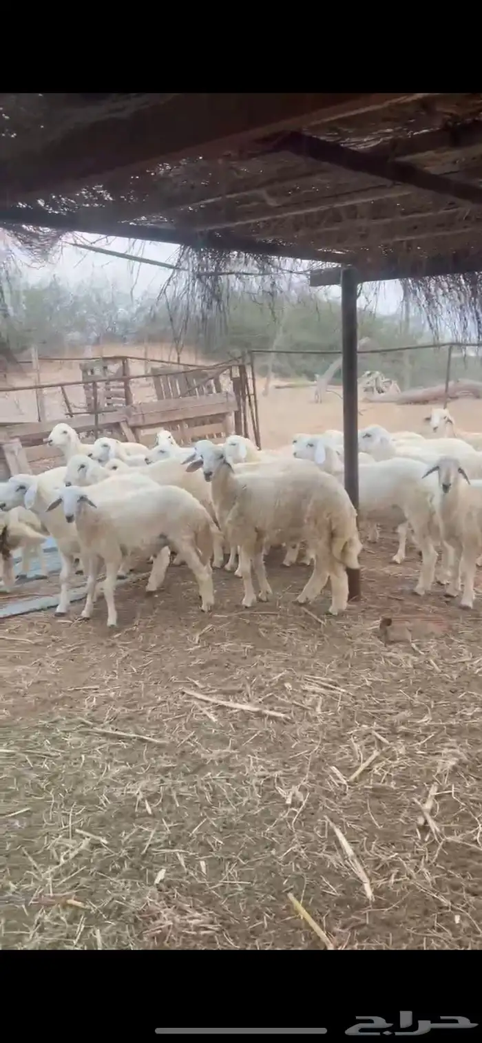 طليان ذبايح 0