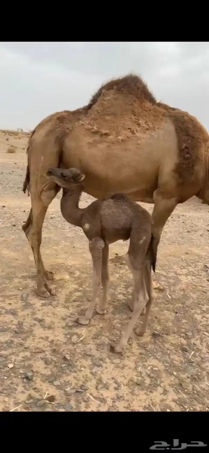 خلفه طيبه للبيع 1