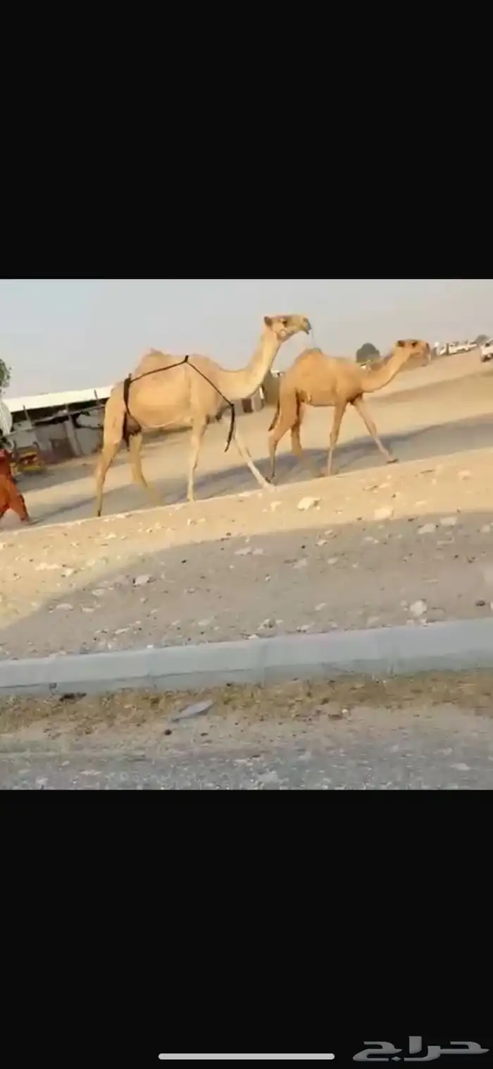 للبيع نياق 3