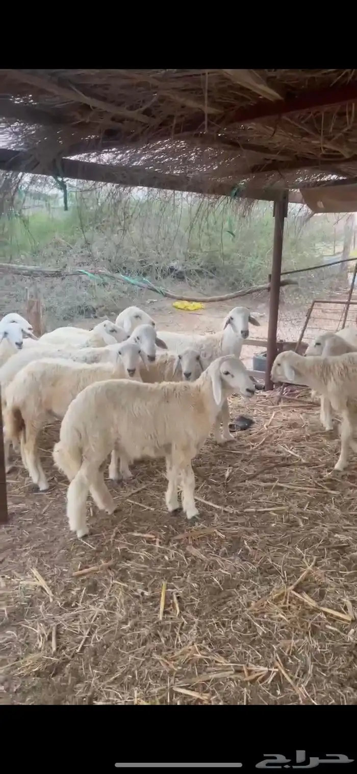 طليان ذبايح 1