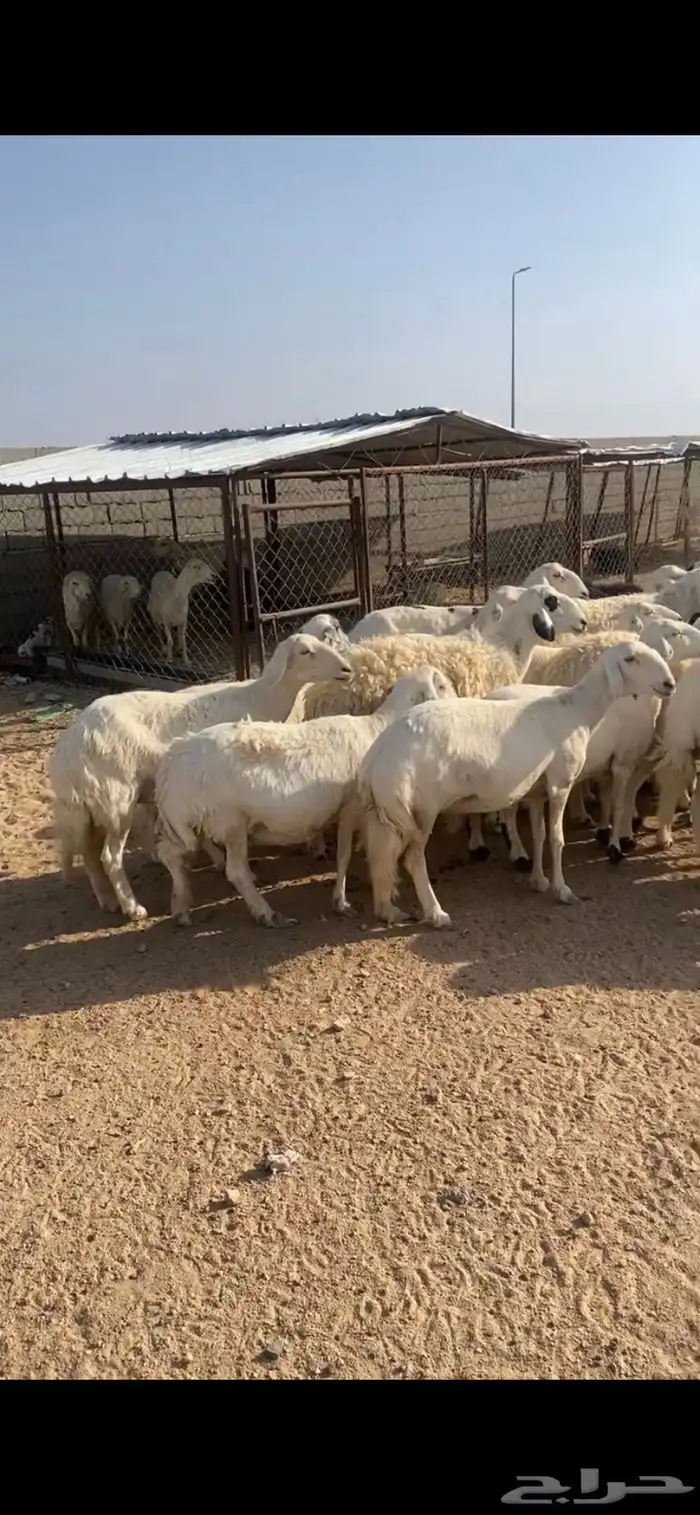 20 من الضان دفع بحفله 1