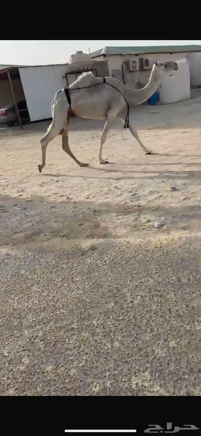 للبيع نياق 0