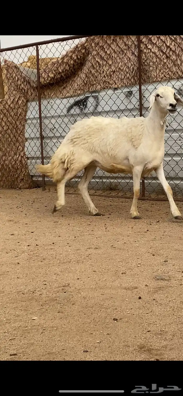 رخل رباع حايل كفو كفو 0