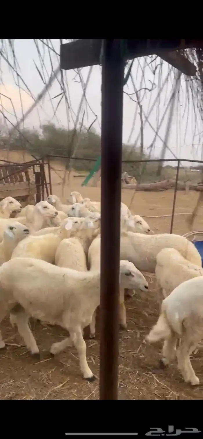 طليان ذبايح 5