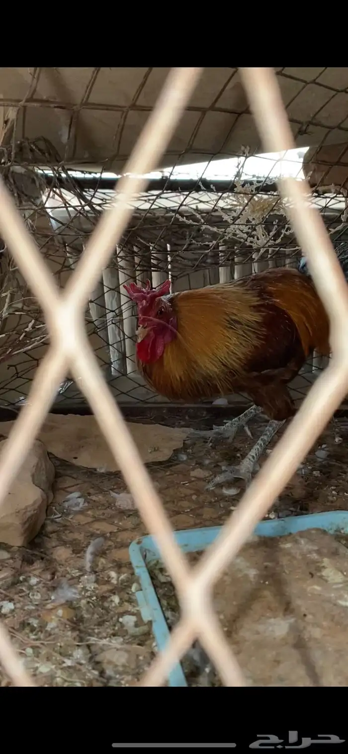 للبيع ديكين فحوله طيبه بالحيل 1