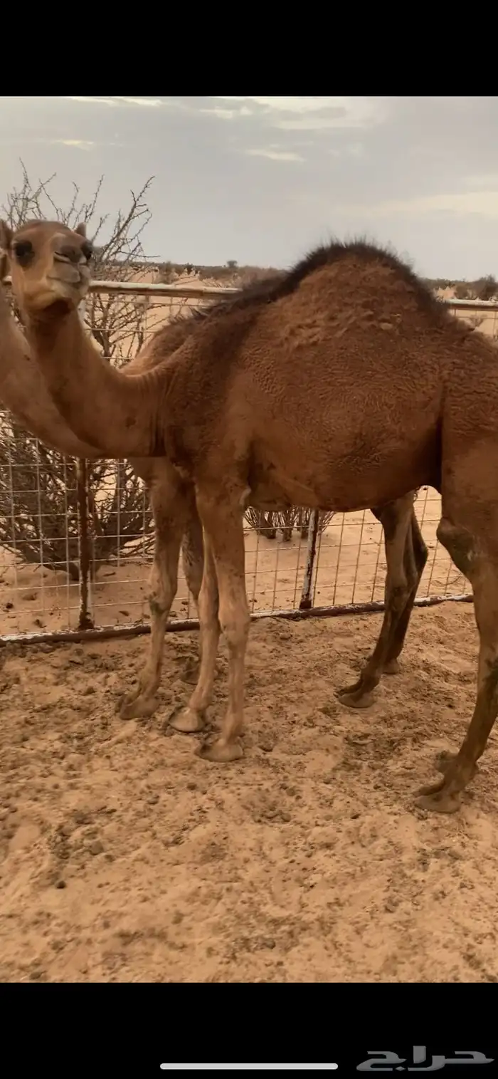 قعودين فل شحم علي حليب شرط ونضيفه عمرها 6 شهور لي 7 0