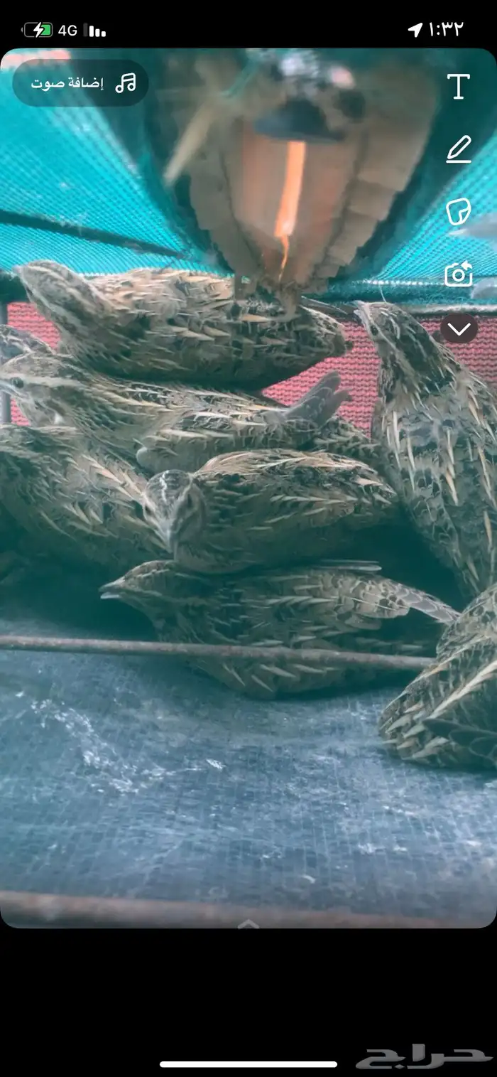 فري بري طرح جديد وسمين 0