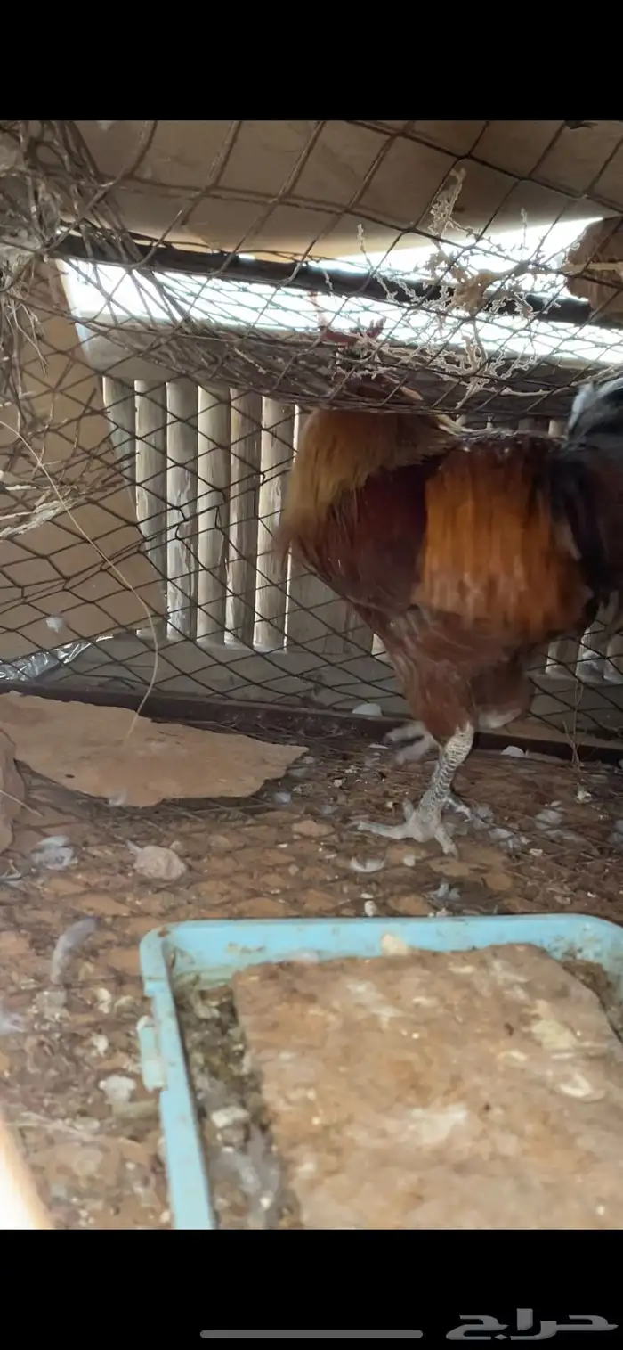 للبيع ديكين فحوله طيبه بالحيل 2