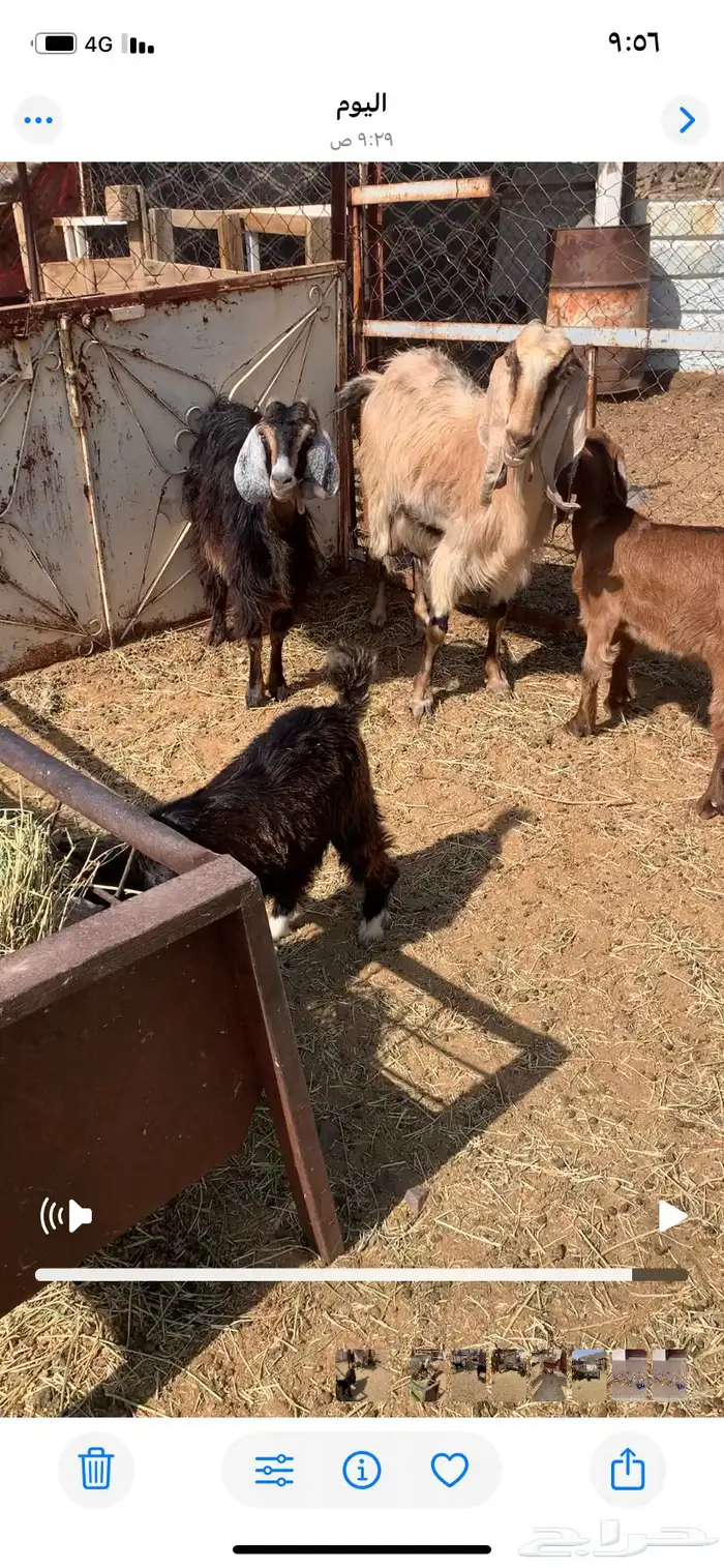 معزا بعيالها 1