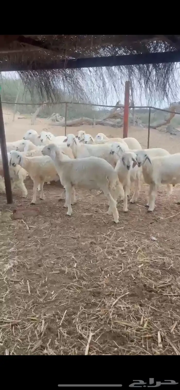 طليان ذبايح 3